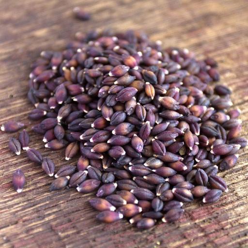 Barley Purple Semi-Pearled Organic: 25lbs