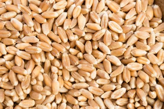 Semi-Pearled Farro Organic: 10lbs