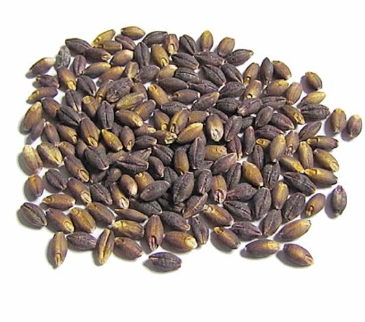 Barley Purple Semi-Pearled Organic: 10lbs